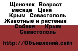 Щеночек. Возраст 2 месяца › Цена ­ 1 - Крым, Севастополь Животные и растения » Собаки   . Крым,Севастополь